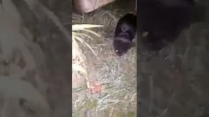 Жаба плачет