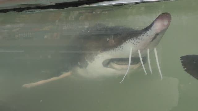 Осетры на Кондратьевском рынке смотреть онлайн