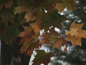 "Там, где бъётся сердце..."