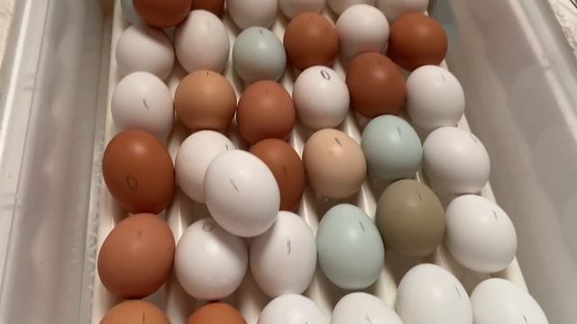 Серия 10) 9,10 день инкубации в РЯБА 36_ китайский инкубатор РЯБА 36_ 17 марта 2025 года смотреть онлайн