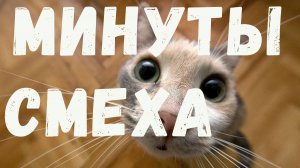 МИНУТЫ СМЕХА/СМЕШНЫЕ ЖИВОТНЫЕ 2025/СМЕШНЫЕ КОТЫ СОБАКИ/ЛУЧШИЕ ПРИКОЛЫ С КОТАМИ #5