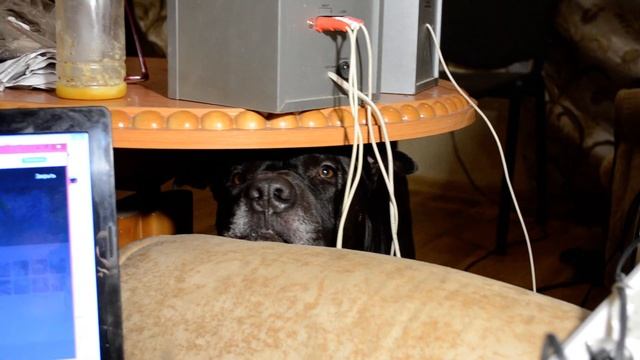 Питбуль Ждунн, BLACK подстольный смотреть онлайн