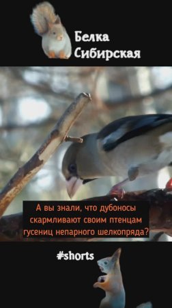Дубонос приносит пользу лесу