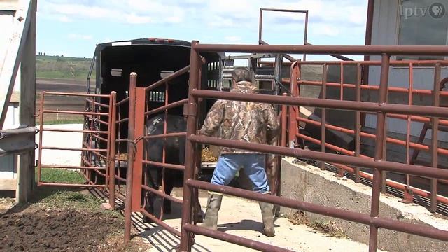 Nichols Farms Producing Better Beef