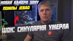 Я купил новую камеру и помпы, но потерял самое дорогое в аквариуме…