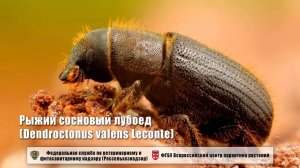 Рыжий сосновый лубоед (Dendroctonus valens Leconte)
