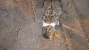 Вася - великий дегустатор каши. Едим ли мы своих НУТРИЙ? 05.03.25
