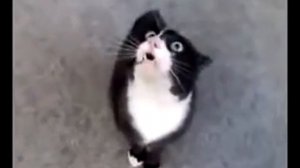 Поющий кот!!!Смотреть всем!!!