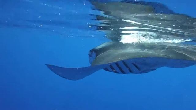 Snežna belina trebuha Mante ray смотреть онлайн