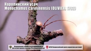 Каролинский усач, Monochamus carolinensis (OLIVIER, 1792)