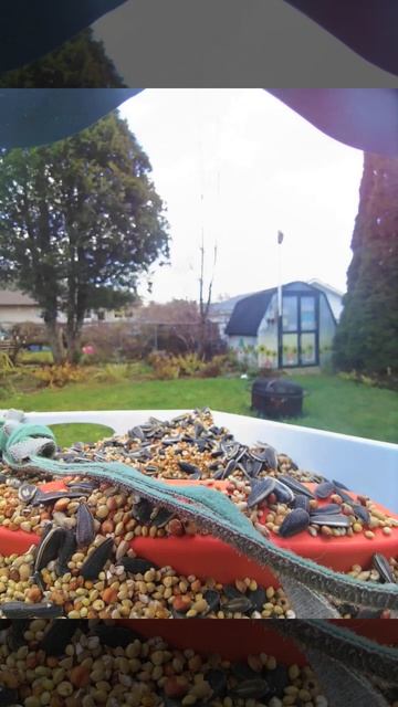 Mr. Crow is ready for his close up #birds #bird #garden смотреть онлайн