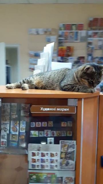 Работник Укрпочты - полосатый кот смотреть онлайн