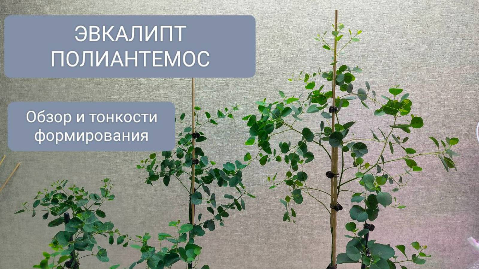 🟤ЭВКАЛИПТ ПОЛИАНТЕМОС. СТРИЧЬ или НЕТ. Содержание и полив.