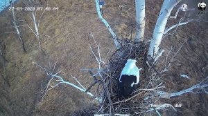 Как дальневосточные аисты гнездо строили. Ускоренная съемка с веб-камеры.