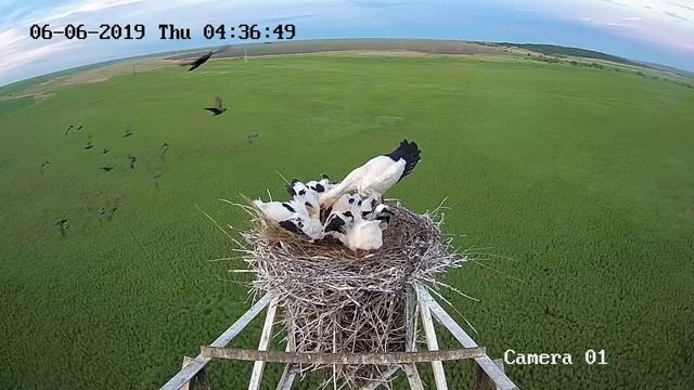 Аисты и бакланы смотреть онлайн