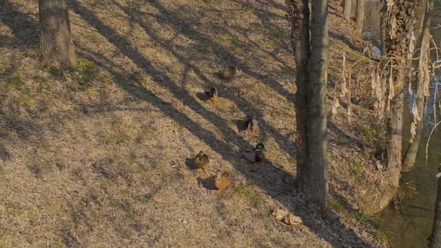 италия мир и покой,Миру мир.Жасмин,Падуя смотреть онлайн