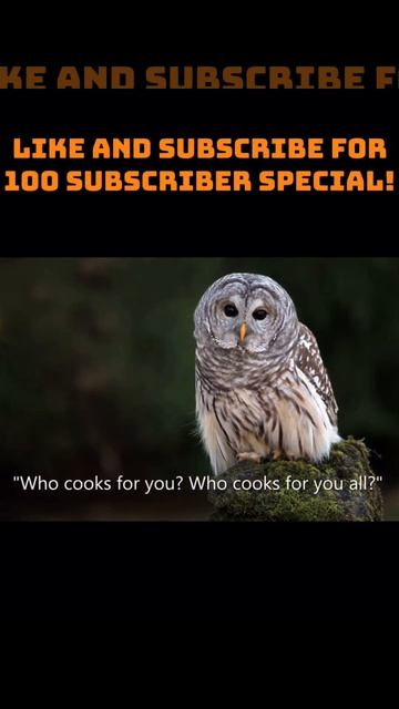 Barred Owl Sounds pt.9 смотреть онлайн