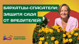 НЕ ПРОСТО ЦВЕТЫ! БАРХАТЦЫ, КОТОРЫЕ СПАСУТ ВАШ САД