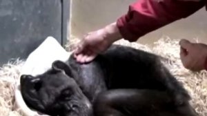 Обезьяна умирала в зоопарке, но вдруг она услышала знакомый голос!