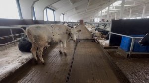 Скрепер видео