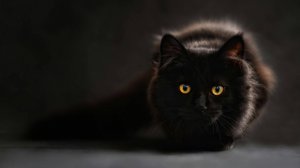 Александр Нужный - Котёнок