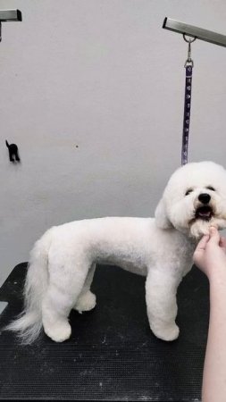 Стрижка бизона фризе