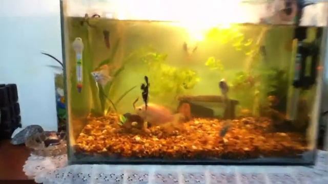 Oscar salta para comer смотреть онлайн