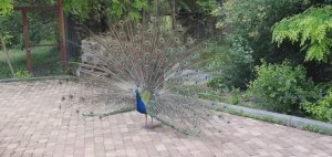 Павлин гуляет рядом с клеткой рыси