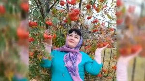 Ягода рябины.