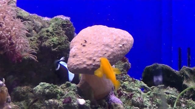 キイロサンゴハゼ смотреть онлайн