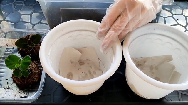 Глоксиния. Посадка клубня. смотреть онлайн