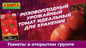 Томат ПИНК РОМА F1 в ОТКРЫТОМ ГРУНТЕ! Идеален для хранения и транспортировки!