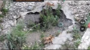 Лисята в Курахово