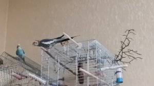 Пение попугаев. Волнистый и корелл