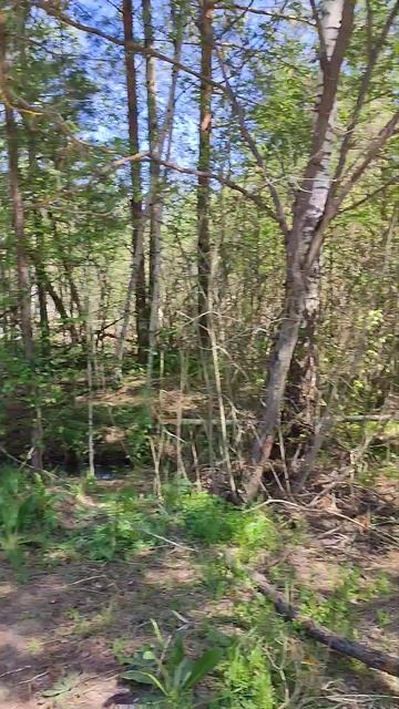 обед для лисы  на работе подкармливаем лису .