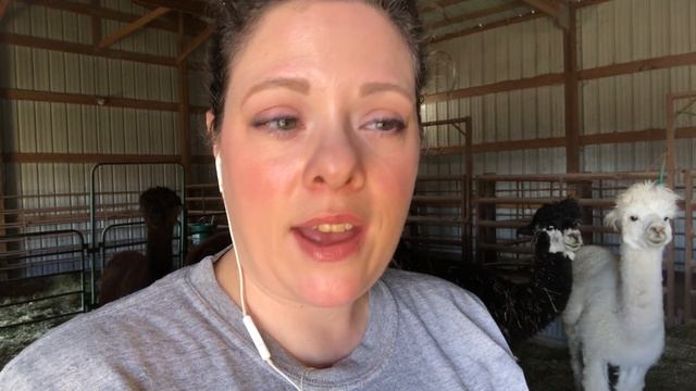 Shearing Day 2021 смотреть онлайн