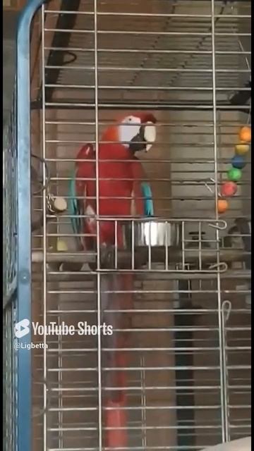 Ой, я болтаю всякую ерунду...! #ара #попугай #говорящий
