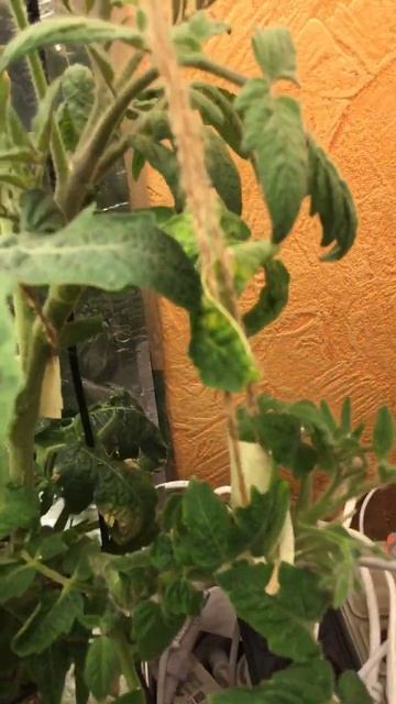 🍅🍅🍅Томат Бони ММ снова цветет😍😍😍 #plant #gardening #garden #tomato #hydroponics смотреть онлайн