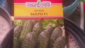 Огурцы Бьёрн и Зелёный поток