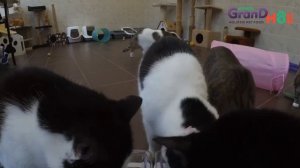 Уличные кормушки для бездомных котов могут появиться в России