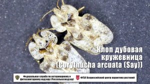Клоп дубовая кружевница (Corythucha arcuata (Say))