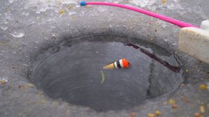 Только закормил лунку и поплавок сразу всплыл. Зимняя  рыбалка