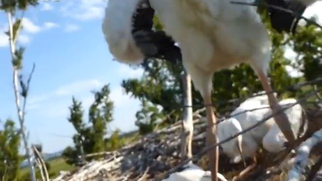 Амурские охотоведы в отсутствие аистов тренируются осматривать их гнёзда беспилотником. смотреть онлайн