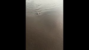 Щуки 2100 гр и 7800 гр на отводной поводок 0.2 мм