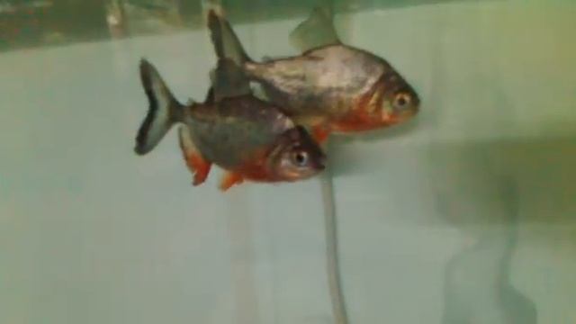 piranha pair kheti fish 9925493455 смотреть онлайн