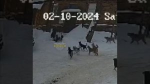Стая собак напала на ребёнка, который шёл со школы