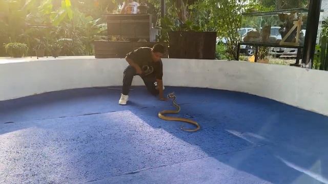 Krabi Snake Park and King cobra show. Шоу со змеями. 🤣 LupLupka Запись стрима смотреть онлайн