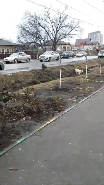 Стая бродячих собак в Батайске смотреть онлайн