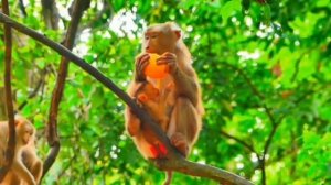 Макака Либби не собиралась...   1000039815.mp4