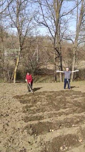 юг России сажаем вручную картошку